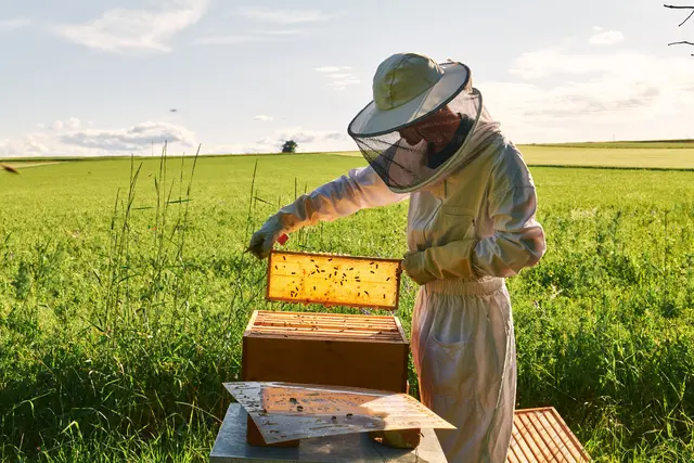 Philipp Fellinger startete mit seinen Bienen zu Stressabbau. | Foto: Fibees