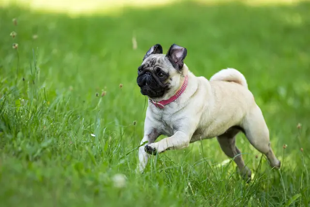 Das betrifft nach Angaben der Organisation unter anderem Möpse, Griffons und Französische Bulldoggen wegen extremer Brachycephalie. (Symbolbild) | Foto: buchsammy/Smarterpix