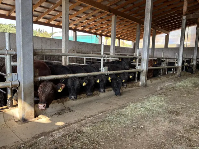 Das Angus-Rind wird ausschließlich mit Gras gefüttert und mit 26 Monaten geschlachtet. Das Fleisch reift noch vier Wochen nach und bietet wertvolle Vitamine und Mineralstoffe für den Körper. | Foto: Lauren Fahrenberger / MeinBezirk