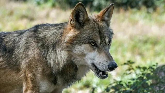 Zahlreiche Schafe wurden von einem Wolf am Zirbitzkogel gerissen. Ein Abschuss wird geprüft.