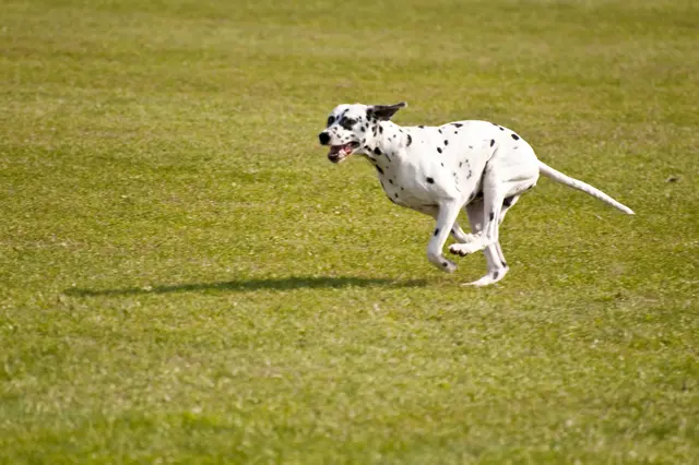 Die 38-jährige Hundebesitzerin erwartet eine Anzeige. (Symbolbild) | Foto: Smarterpix/3quarks