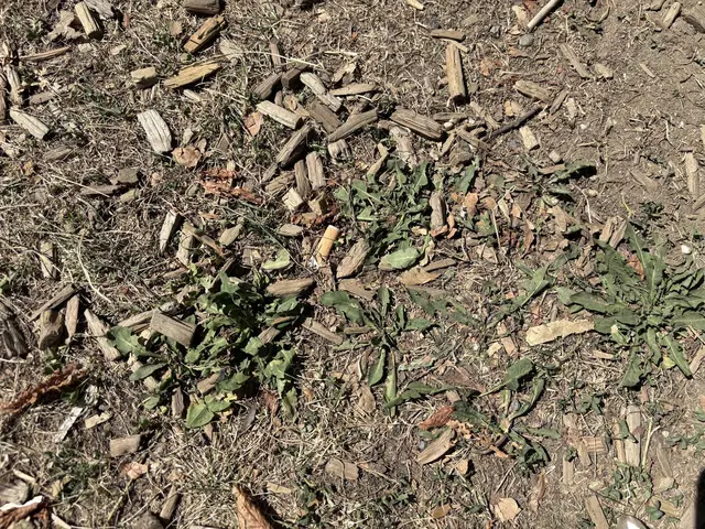 Im Rindenmulch etwas versteckt, aber dennoch auf einen Blick erkennbar: Zigarettenstummel