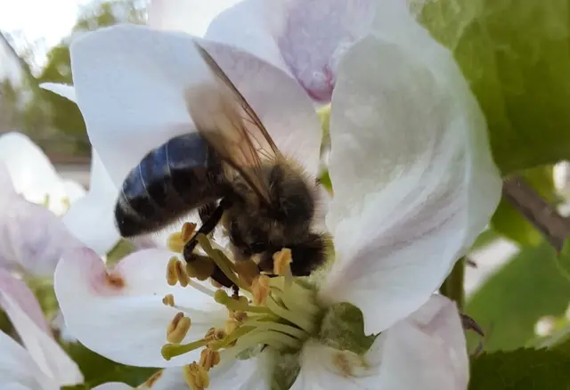 Ohne fleißige Bienen gibt es auch keine Obsternte | Foto: Gesa Buzanich