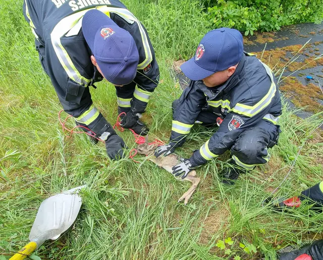 Die Berufsfeuerwehr Klagenfurt steht regelmäßig bei Tierrettungen im Einsatz. | Foto: Berufsfeuerwehr Klagenfurt