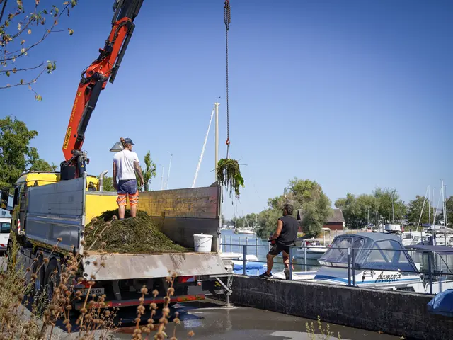 Mit großem Einsatz holten die Mitarbeiter des Harder Bauhofs große Mengen Seegras aus dem Wasser. | Foto:  Baumann/MG Hard