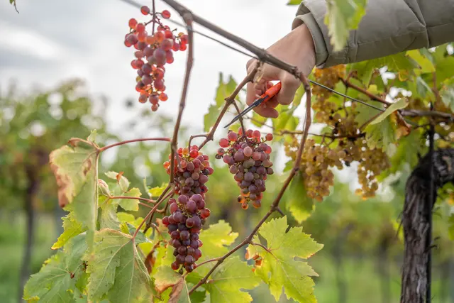 Junge pflanzen müssen teils früher geerntet werden, um die Reben zu schützen.  | Foto: Valentina Marinelic/MeinBezirk
