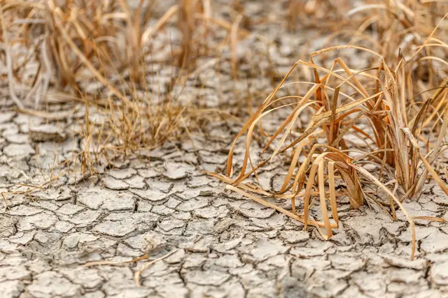 Die anhaltende Trockenheit setzt vor allem den steirischen Landwirtinnen und Landwirten zu.  | Foto: Panthermedia/grafvision