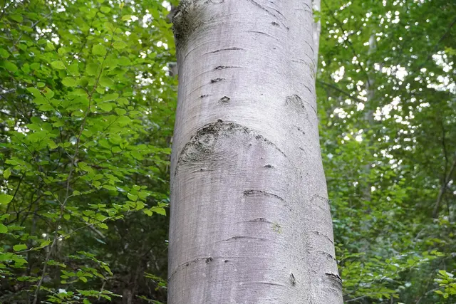 Die Dickungspflege zählt zu den wichtigen waldbaulichen Maßnahmen, weil sie unter anderem Wachstum, Vitalität und Stabilität des Bestandes unterstützt. | Foto: Nicole Hettegger