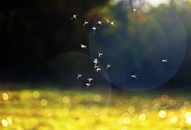Stechmücken haben sich diesen Tag nicht unbedingt durch ihre Beliebtheit verdient - der Tag erinnert an die Entdeckung, dass Moskitos Krankheiten auf Menschen übertragen können. | Foto: pixabay / rihaij