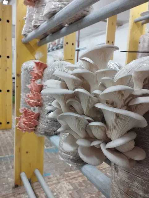 Die Pilze eignen sich zwar perfekt als Fleischersatzprodukt, Schriebl sieht sie eher als ein zusätzliches Lebensmittel.