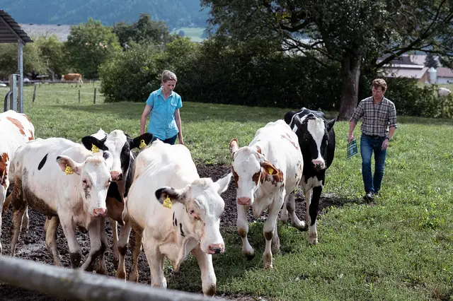 Die LK schätzt den entstandenen Gesamtschaden ohne Tierarztkosten für den Betrieb auf 35.000 bis 40.000 Euro. | Foto: LK Steiermark/Daniel Winter