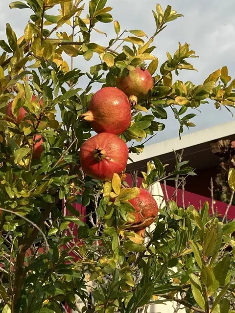 Auch Granatäpfel werden am Bio Feigenhof in Simmering angebaut.  | Foto: Bio Feigenhof