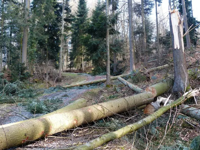 Forstunfall in der Wildschönau: Ein 44-Jähriger wurde beim Fällen eines Baumes von einem umstürzenden dürren Baum gestreift und stürzte rund zehn Meter über felsdurchsetztes Gelände. | Foto: Pixabay/Hans (Symbolbild)