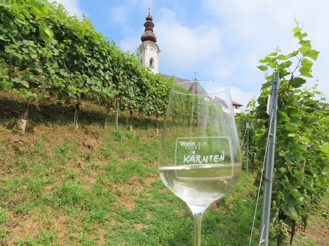 Die Winzer des Weinbauvereins Feldkirchen-Ossiacher See haben mit der Lese bereits begonnen. Weinbau spielt in der Region mittlerweile eine bedeutende Rolle. | Foto: Weinbauverein Feldkirchen-Ossiacher See