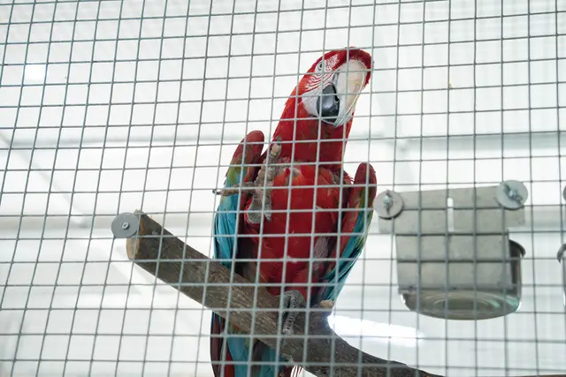 Mehr als 120 Tiere sind bereits in Simmering gelandet, beim Eröffnungsfest werden wohl schon alle rund 200 Tiere vor Ort sein.  | Foto: Kaja Sade Jerabek/MeinBezirk