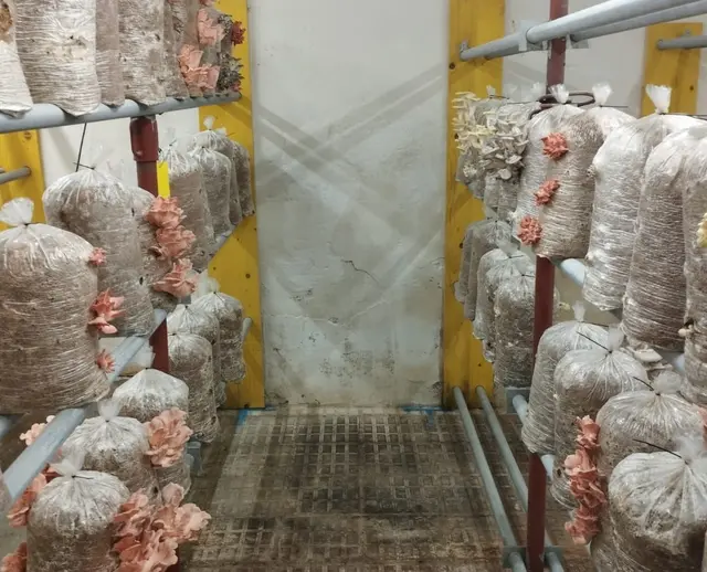 Pilze bilden ihre Fruchtkörper aus, um ihre Sporen fallen zu lassen und sich zu vermehren.