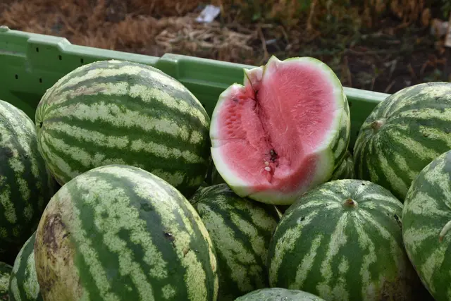 Sieben Betriebe bauen im Burgenland bereits Melonen an. | Foto: Dorottya Fejes/MeinBezirk