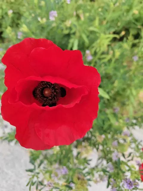 Auch die Redaktion gratuliert herzlich. | Foto: Sadiki-Peckary