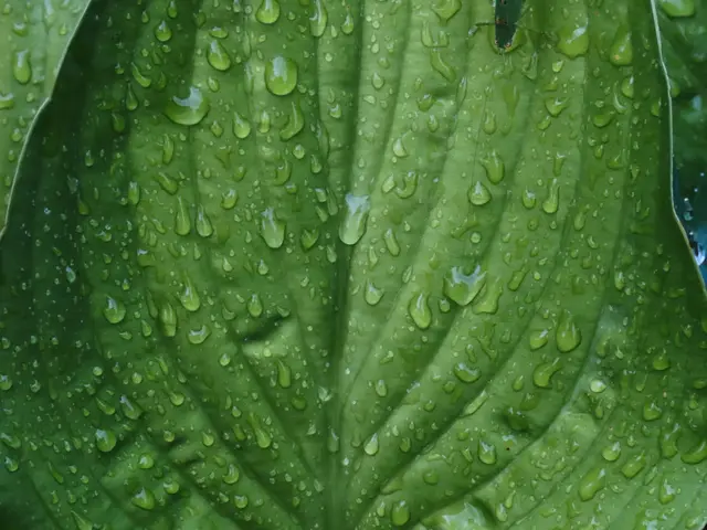 Zu wenig Regen. | Foto: Alfred Schmutz