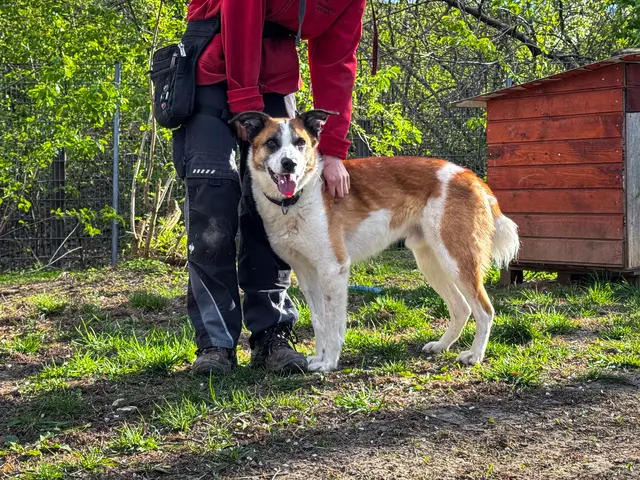Der unsichere, 2017 geborene Mischlingsrüde Iron benötigt eine kurze Kennenlernphase und ist dann lieb und freundlich. Er zeigt sich bei Menschen extrem verschmust und sucht viel Körperkontakt.  | Foto: TSA