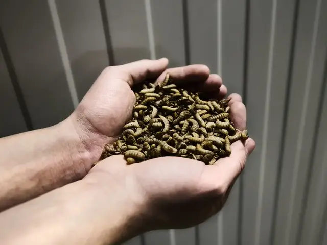 Reploid ist erfolgreich im "Insektengeschäft" tätig. | Foto:  Reploid/Fabian Fallend