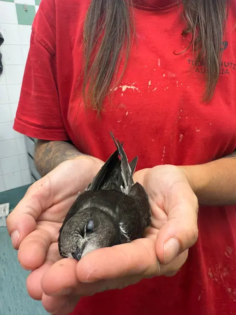 Foto: Tierschutz Austria