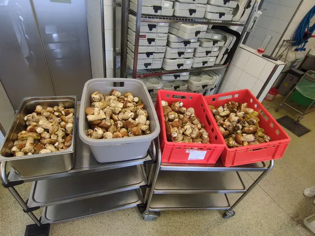 Zwei Pilzsammler aus Italien hatten nicht weniger als 32 Kilogramm Stein- und Herrenpilze im Gepäck! | Foto: Tiroler Bergwacht Steinach und Umgebung