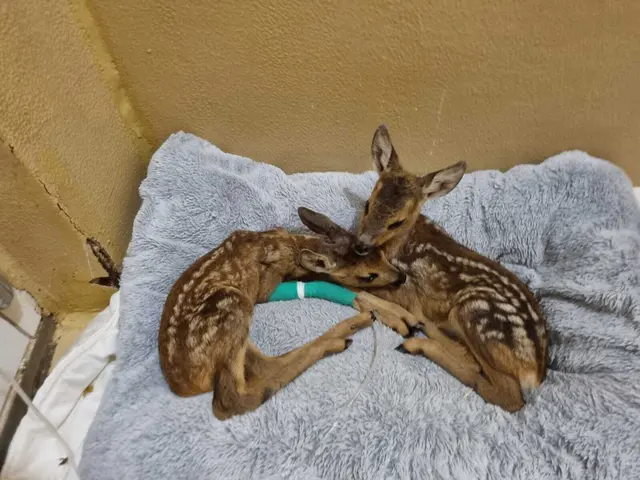 Heuer muss sich der Wiener Tierschutzverein besonders oft um verletzte Wildtiere kümmern. | Foto: Tierschutz Austria