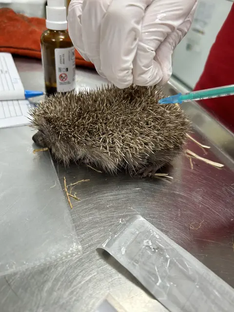 Foto: Tierschutz Austria