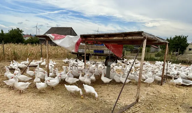 Gänseherde im Freiland