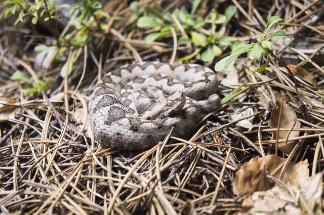 Ein vierjähriger Bub aus Österreich wurde im Istrien-Urlaub von einer Giftschlange gebissen. Kroatischen Medienberichten zufolge soll es sich um eine Europäische Hornotter gehandelt haben. (Symbolbild) | Foto: APA-Images / CTK / Libor Sojka