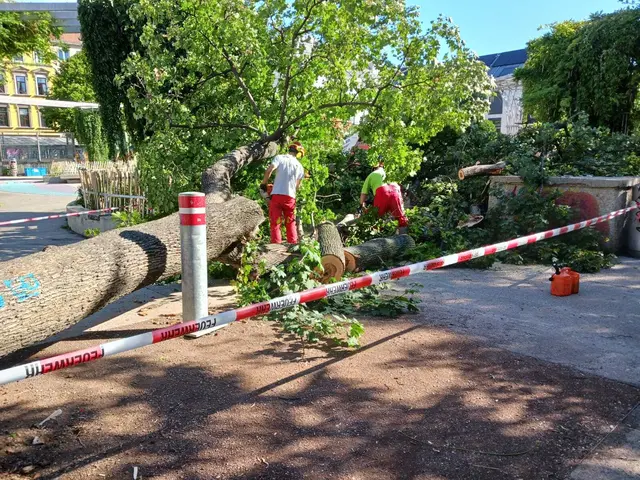 Die Abtragungsarbeiten haben kurz nach der Entwurzelung bereits begonnen.  | Foto: SPÖ Ottakring