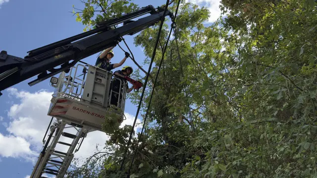20 Meter hohe Schwarzföhre war auf eine Telefon- und Stromleitung gestürzt. | Foto: Freiwillige Feuerwehr Baden-Stadt