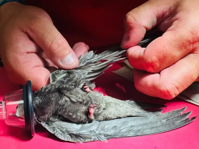 Das sogenannte Schiften bei Vögeln wird von den Expertinnen und Experten des Wiener Tierschutzvereins betrieben. | Foto: Tierschutz Austria