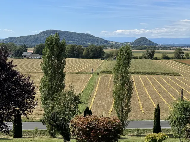 Die Kürbis Ernte hat begonnen. "Es schaut guat aus bei uns in Gerbersdorf", meint Rosi Stoisser. Solche Nachrichten freuen uns sehr, danke dafür! | Foto: Rosi Stoisser
