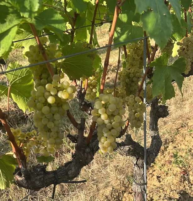 Im Weingut Krutzler geht die Lese mit dem Chardonnay los. | Foto: Reinhold Krutzler