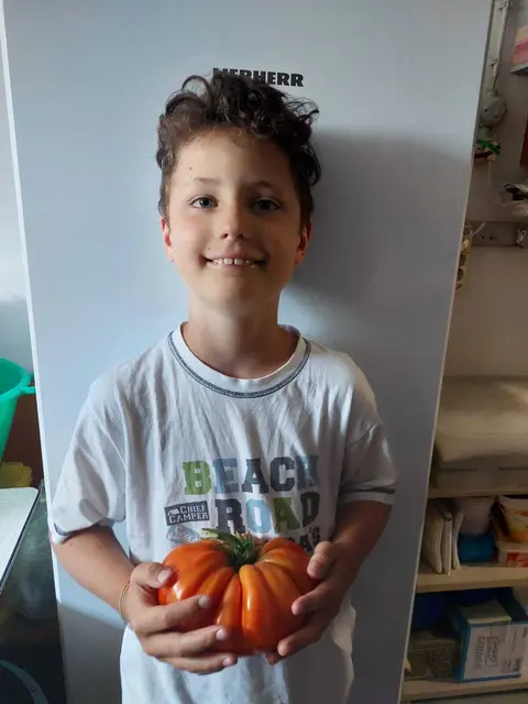 Timo erntete mit großer Freude Opa Tonis Riesentomate. Das Prachtexemplar brachte 996 Gramm auf die Waage und schmeckte köstlich. | Foto: Margit Trummer