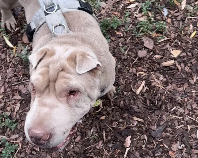 Wer einen Hund adoptieren möchte, sollte sich zuvor einige Fragen stellen. | Foto: Nina Hörack/MeinBezirk