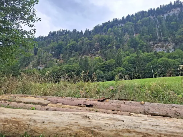 Der Borkenkäferbefall macht die Folgen von Hitze und Trockenheit in Salzburgs Wälder sichtbar.  | Foto: LK/Bruckmüller