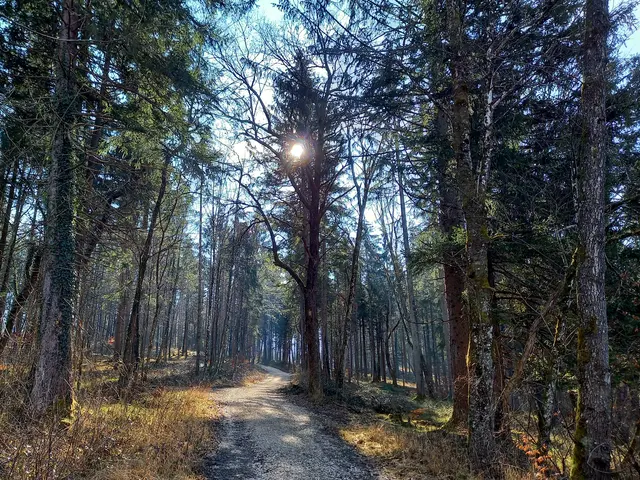 Der Wald ist ein geschlossenes Ökosystem, aber das derzeitige Klima hat verheerende Folgen für die Bäume.  | Foto: H. Bachinger