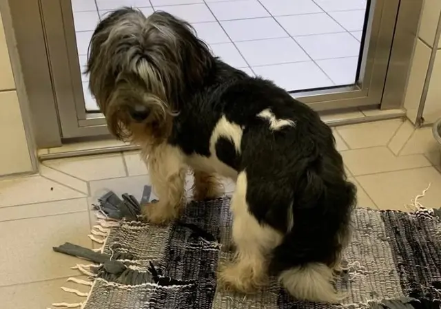 Wer kennt diesen Hund? | Foto: TiKo - das TierschutzKompetenzzentrum Kärnten