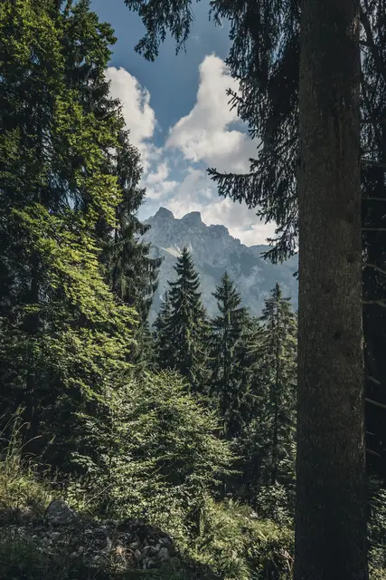 Auf den ersten Blick ein idyllischer Wald, doch viele Wälder leiden derzeit. | Foto: unsplash / Quaritsch Photography
