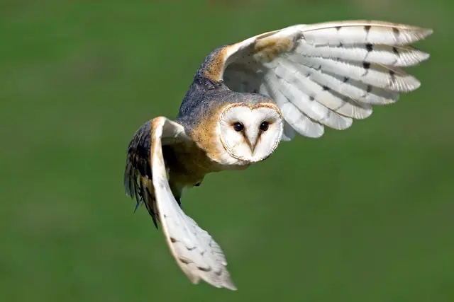 Große schwarze Augen und schneeweiße Federn im herzförmigen Gesicht: Die Schleiereule ist als passionierter Mäusejäger vor allem für die Landwirtschaft ein Nützling. | Foto: Hans Clausen
