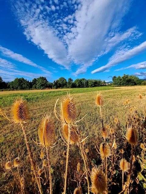 Wilde Karden (oder auch Vechdisteln) die uns schön langsam in den Herbst begleiten (neben der Warmen Fischa) | Foto: Inge Prohaska-Schodl
