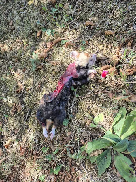 Ein toter Feldhamster sorgt erneut für Aufregung. | Foto: L.