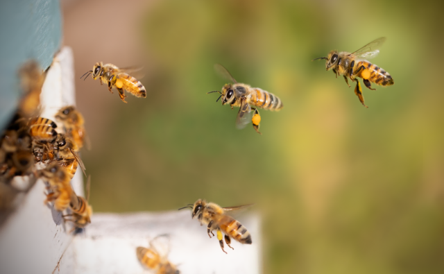 Ein Bienenvolk besteht aus rund 35.000 Bienen.  | Foto: pixabay / terski