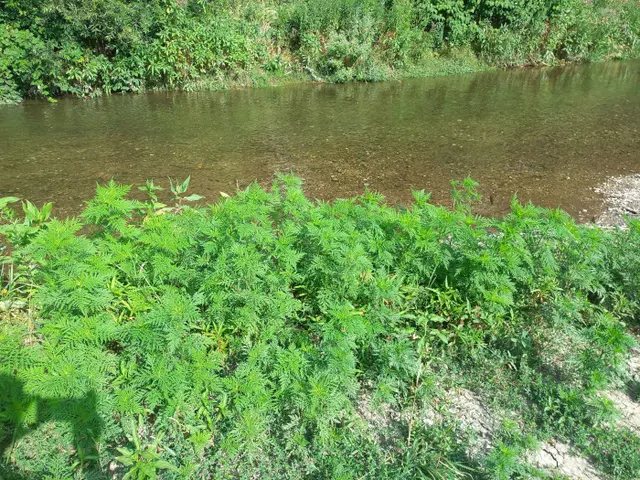 Ragweed oberhalb der Leithafurth. | Foto: KAT