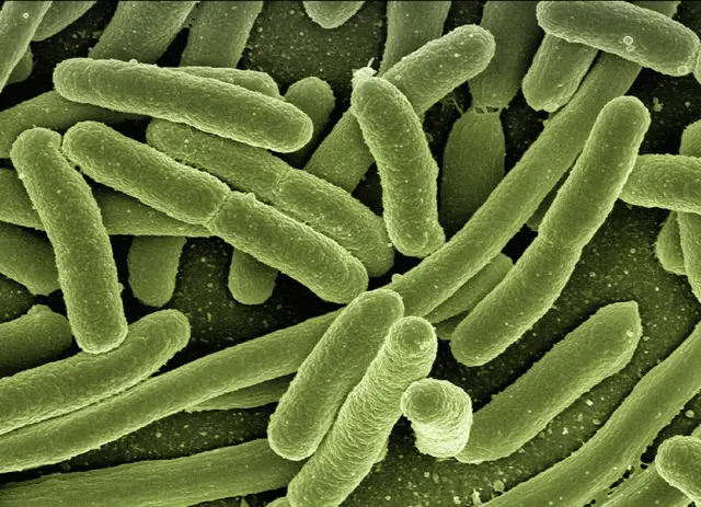 Die Ötztaler Ache wird weiterhin engmaschig untersucht. Neue Ergebnisse bestätigen eine erhöhte Konzentration von E. Coli-Bakterien unterhalb von Sölden. | Foto: pixabay / geralt