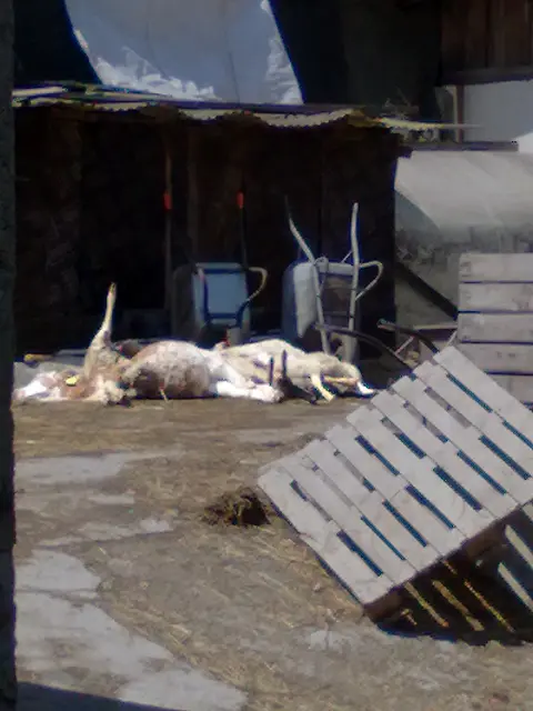 Gäste fotografierten Tierkadaver auf dem angrenzenden Grundstück. Dieses Bild stammt aus dem Jahr 2013.  | Foto: Privat