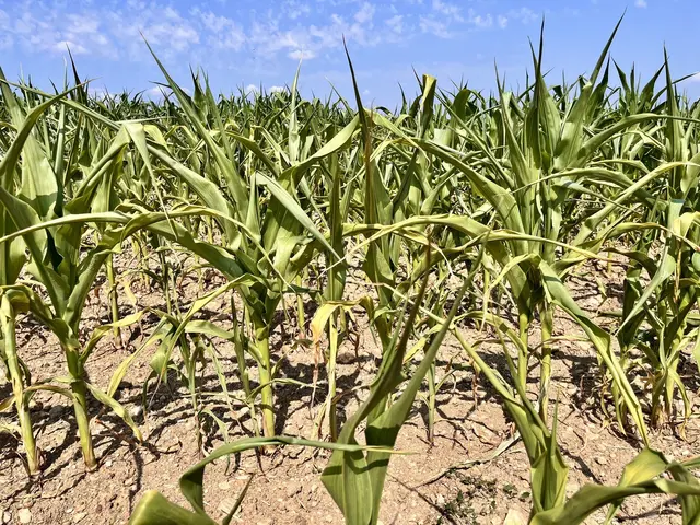 Für die Herbsternte werden regional Ernteausfälle von bis zu 50 Prozent befürchtet. | Foto: Markus Kahrer